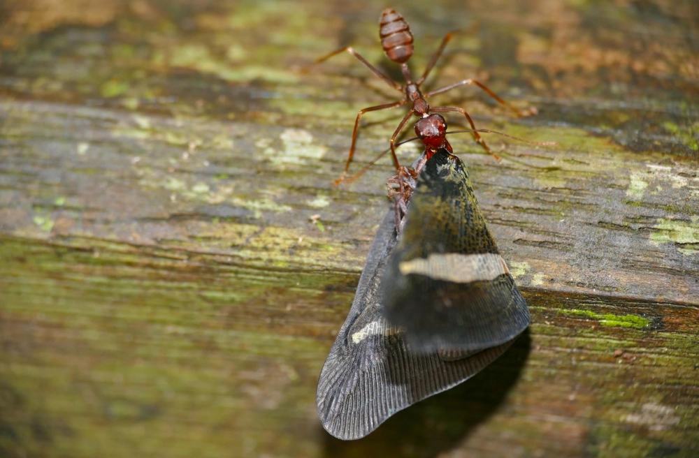 Ổ trứng kiến vàng màu trắng sữa được các kiến thợ bảo vệ nghiêm ngặt