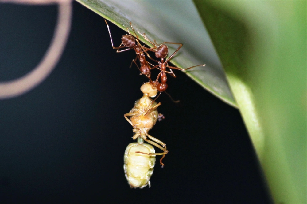 Một chú kiến vàng đơn độc đang vác xác ong mật về tổ