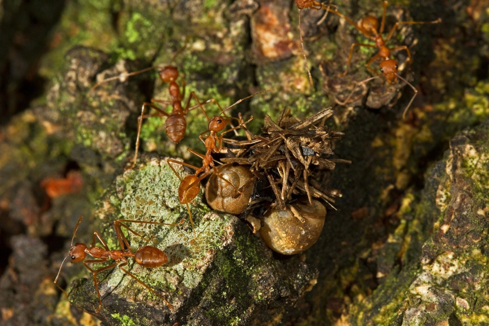 Sự phân công lao động rõ ràng trong đàn kiến khi vận chuyển thức ăn