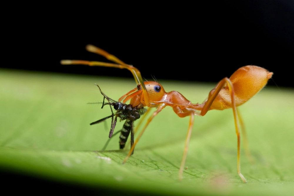 Kiến vàng tha mồi là một con ruồi giả ong trên phiến lá xanh