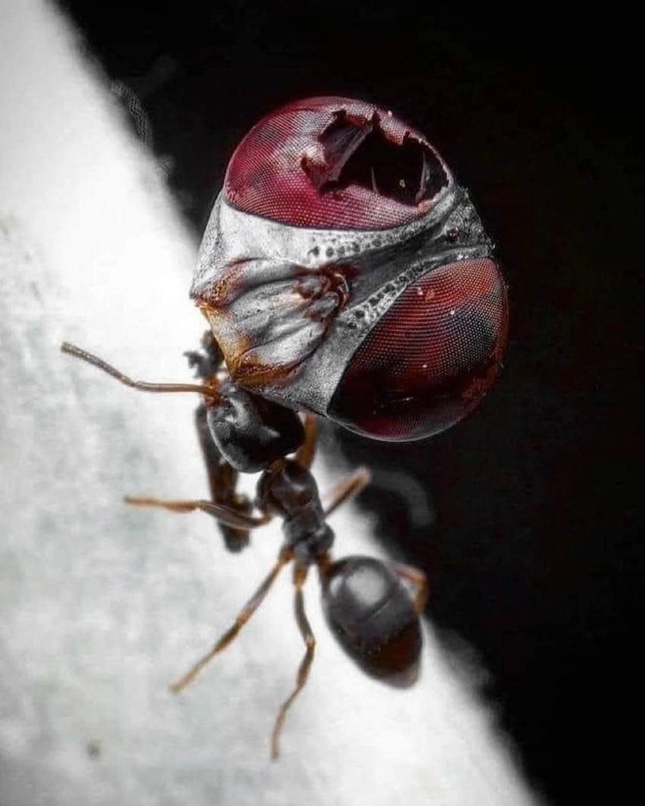 Đàn kiến vàng tha mồi về tổ phối hợp nhịp nhàng trên lá cây