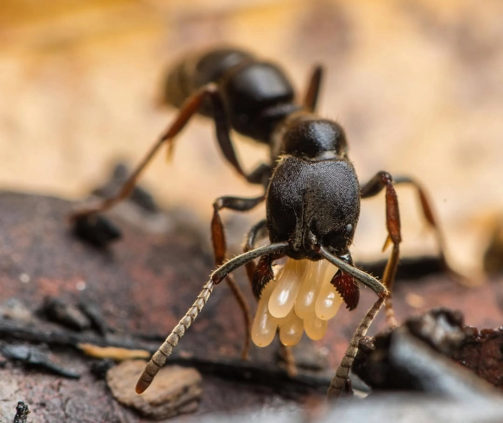 Chú kiến thợ thể hiện sức mạnh của kiến khi nâng bổng con mồi lớn