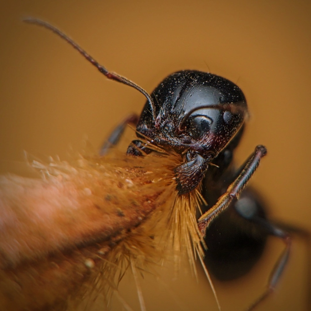 Cuộc chiến sinh tồn giữa kiến sư tử săn kiến vàng trên nền cát