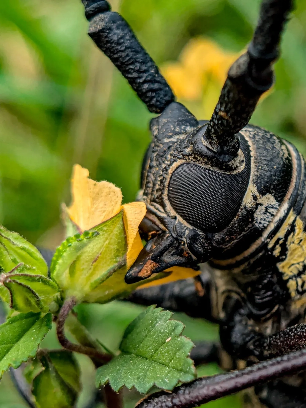 Hình ảnh macro của một con chuồn chuồn màu xanh lam nhạt với đôi mắt kép lớn và mạng lưới cánh trong suốt, đậu trên một chiếc lá xanh