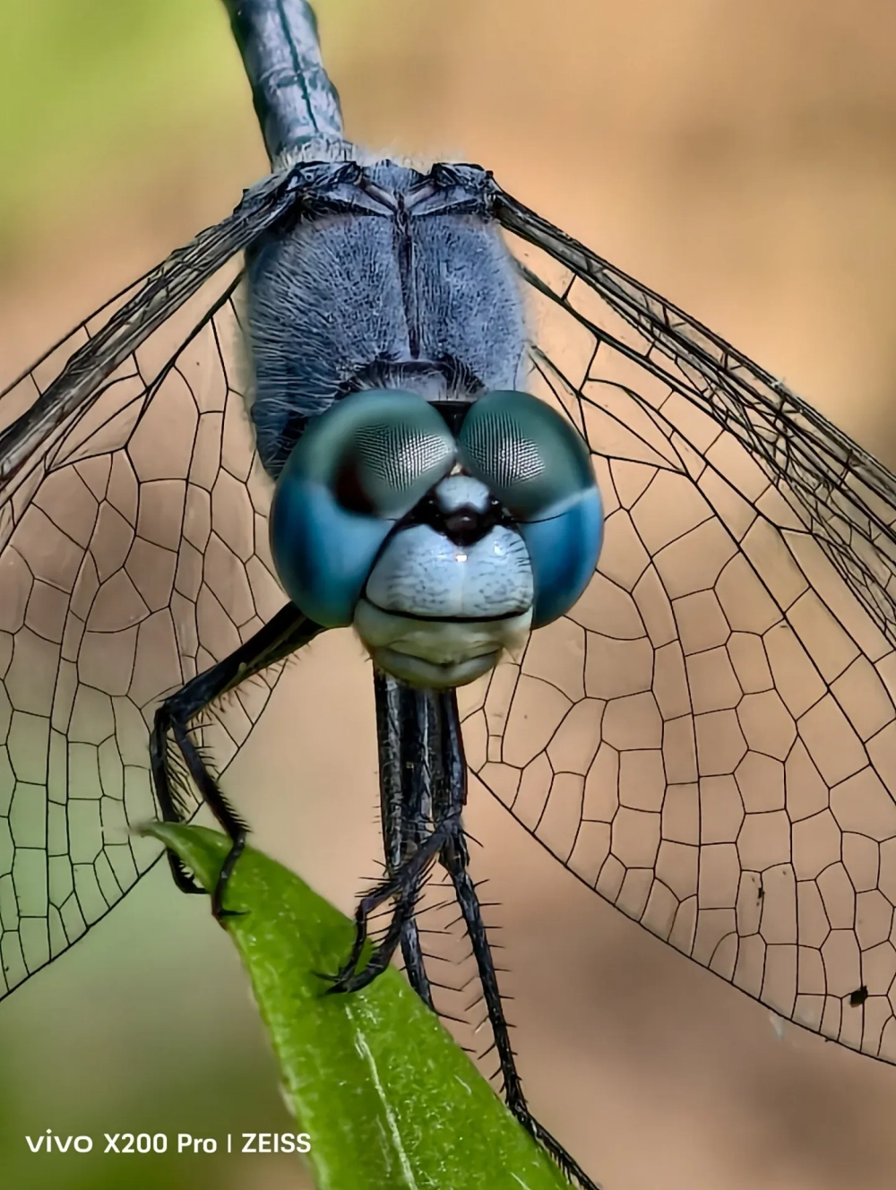 Ảnh cận cảnh ấn tượng về một con nhện (có thể là nhện nhảy) màu nâu đỏ với đôi mắt lớn, đang đậu trên một chiếc lá màu vàng tươi