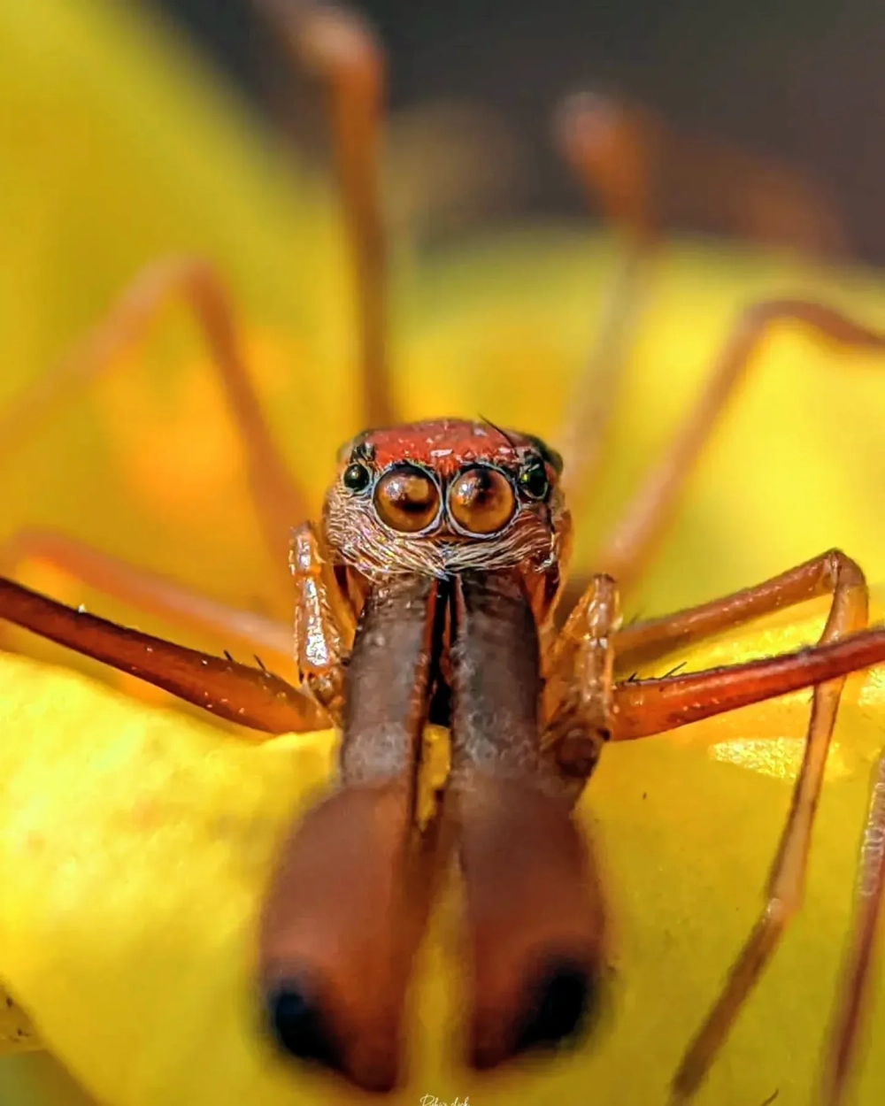 Hình ảnh một con mọt (Curculionoidea) với phần mõm dài đặc trưng màu nâu, bám vào một cọng cỏ xanh trên nền xanh mờ