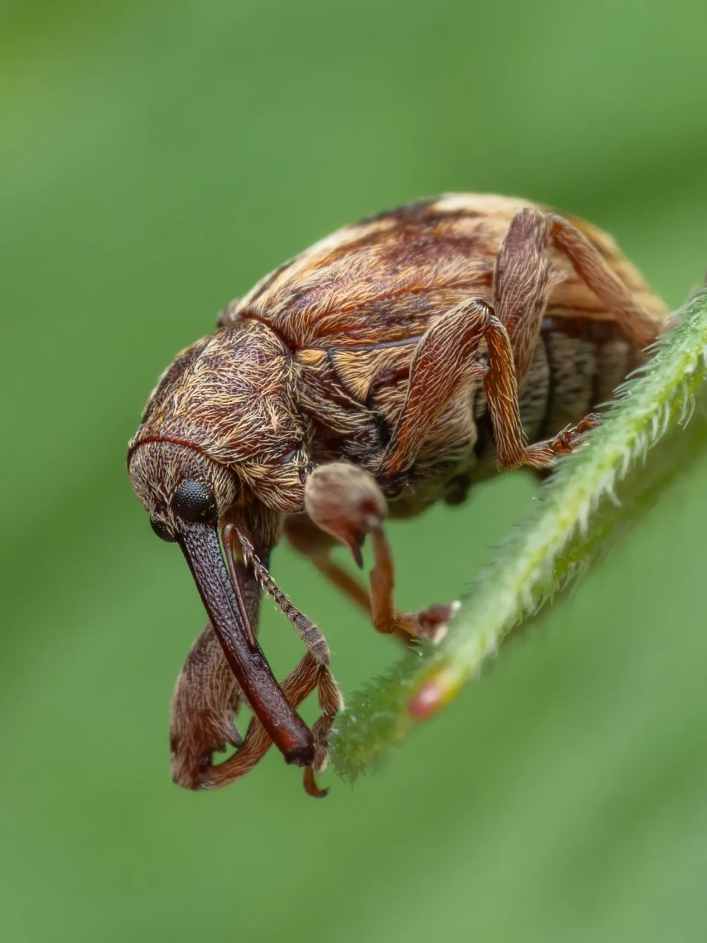 Một bức ảnh cận cảnh con bọ rùa màu đỏ và đen, có nhiều giọt nước đọng trên lưng, đậu trên một cành cây nhỏ với nền màu tím