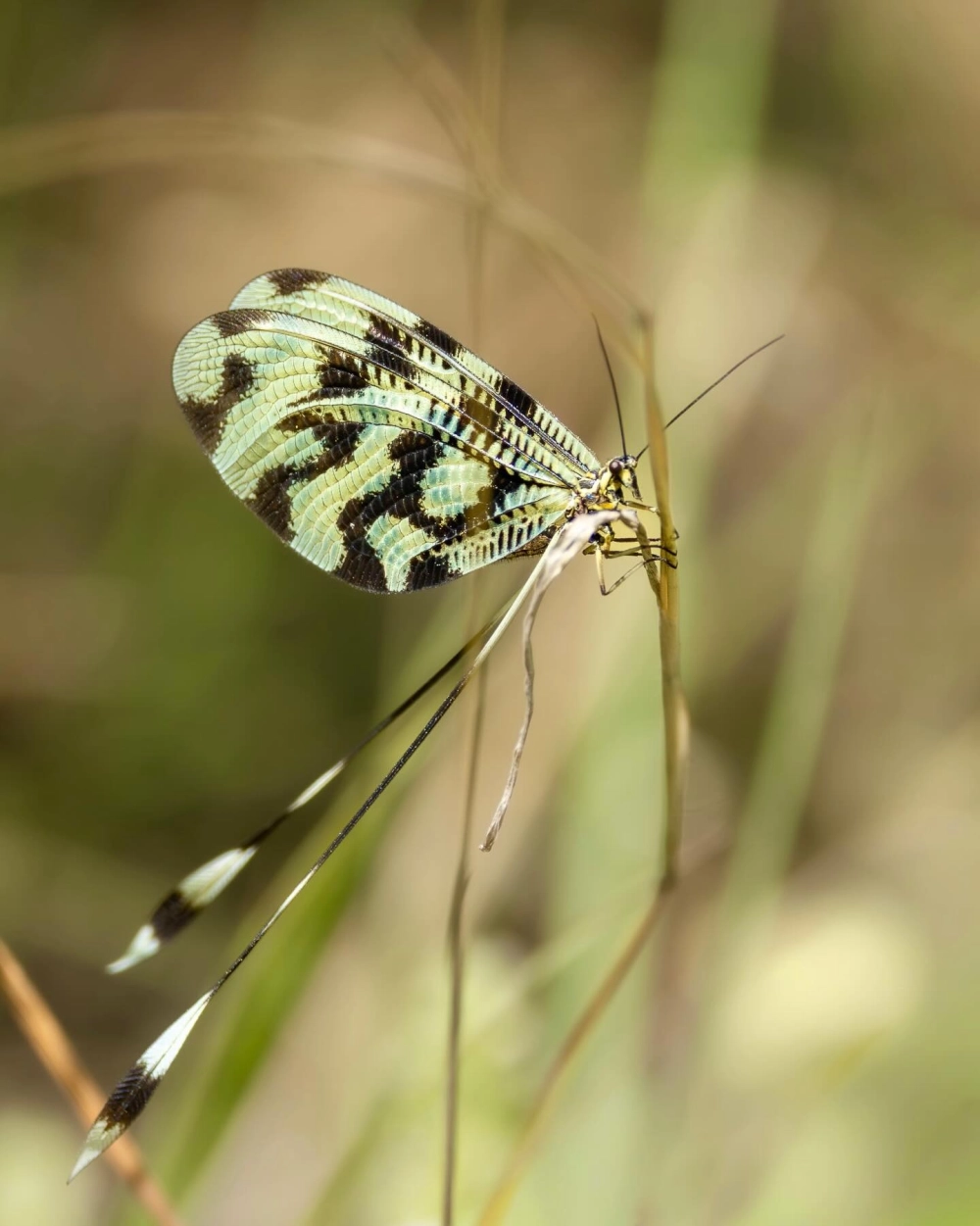 Cận cảnh một loài côn trùng cánh lưới (lacewing) với hoa văn đen và xanh lá độc đáo trên cánh dài