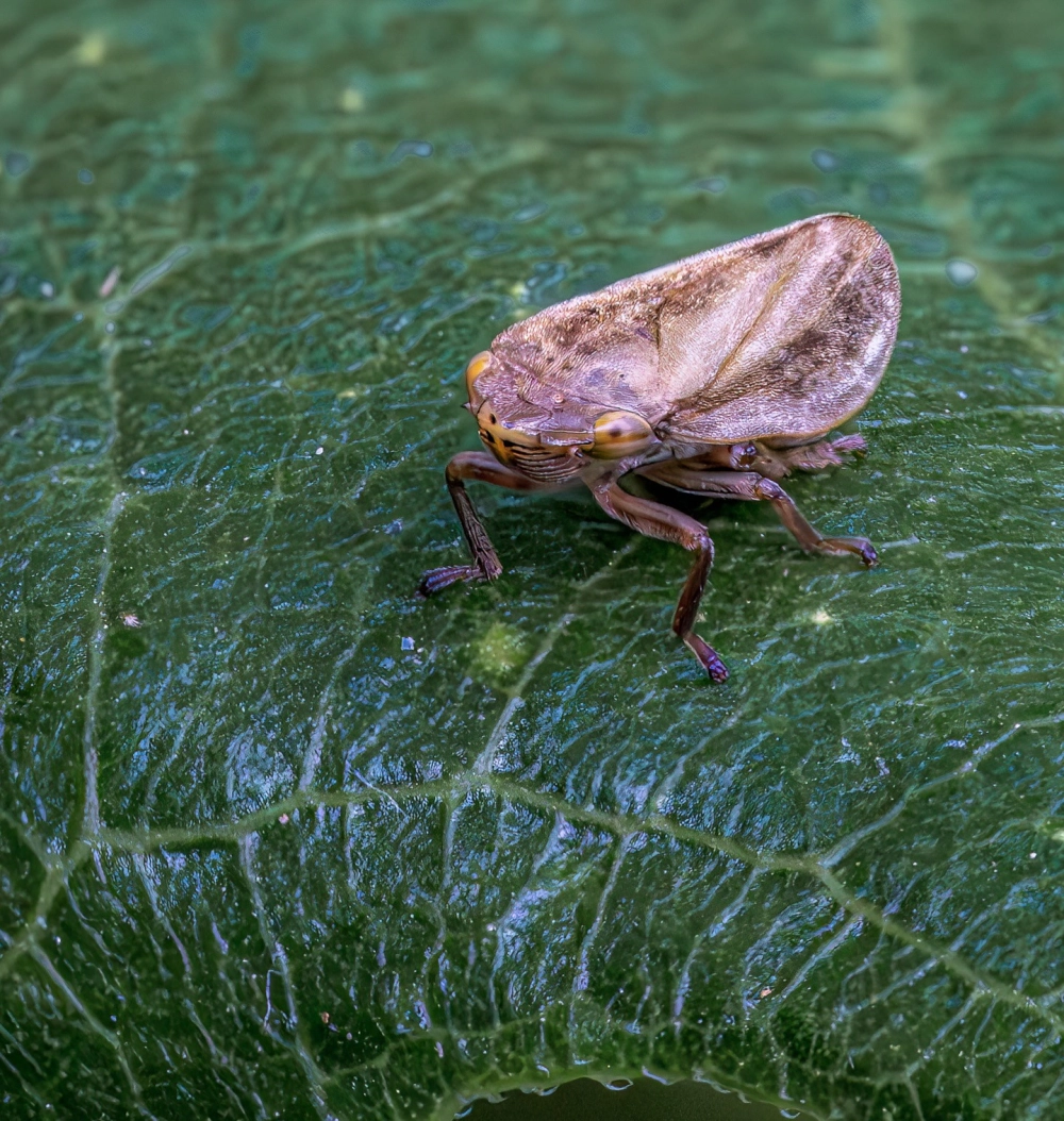 Hình ảnh côn trùng (có thể là rầy nhảy) màu nâu nhạt với đôi cánh hình mái nhà, đứng trên một chiếc lá xanh có gân rõ nét