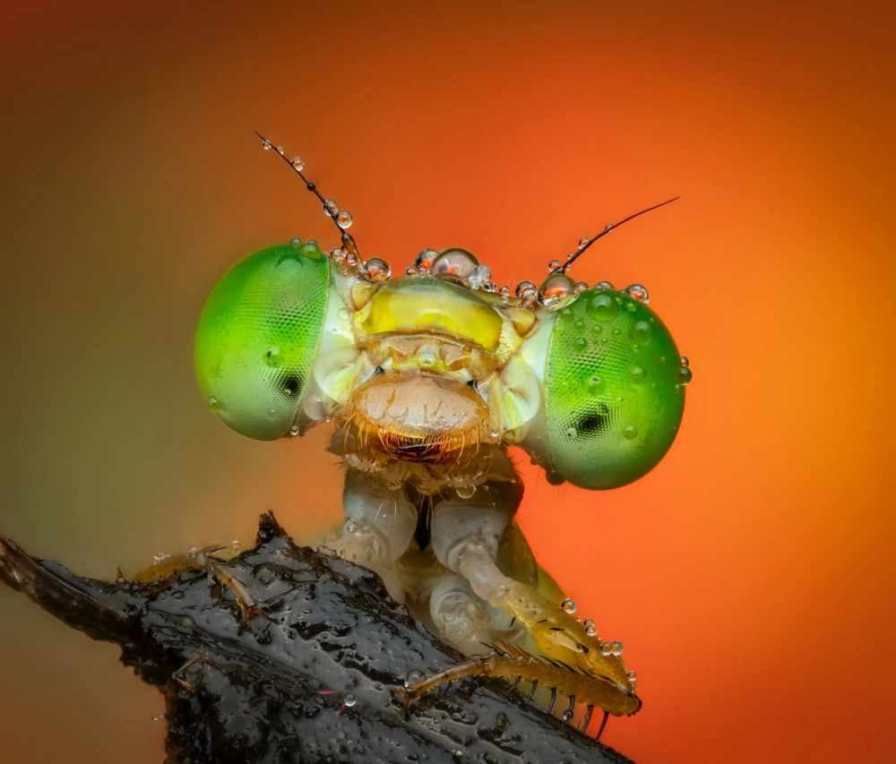 Bức ảnh cận cảnh đầu của một côn trùng (có thể là chuồn chuồn non hoặc ấu trùng) với đôi mắt kép màu xanh lá cây khổng lồ, phủ đầy những giọt sương lấp lánh