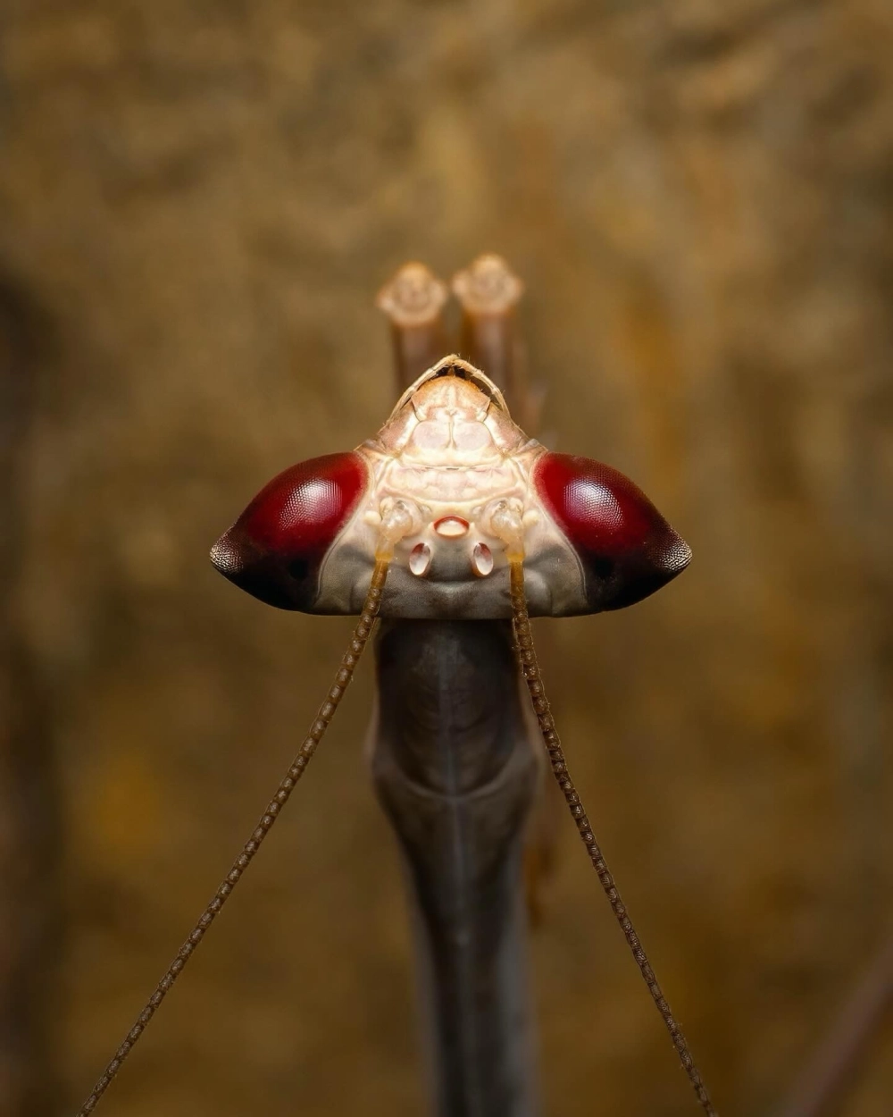 Hình ảnh macro siêu cận mắt kép màu đỏ sẫm và râu của một loài bọ ngựa lạ