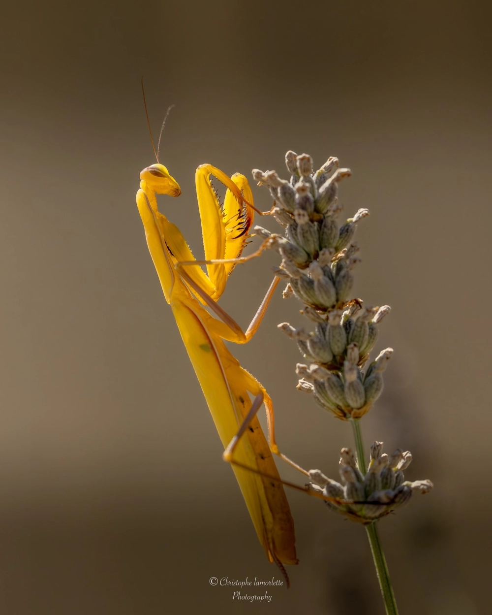 Con bọ ngựa (mantis) màu vàng nổi bật đậu nghiêng trên cành hoa oải hương (lavender)