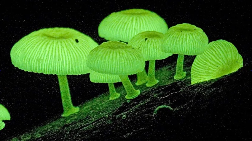 Nấm phát sáng đẹp nhất thế giới khiến bạn kinh ngạc