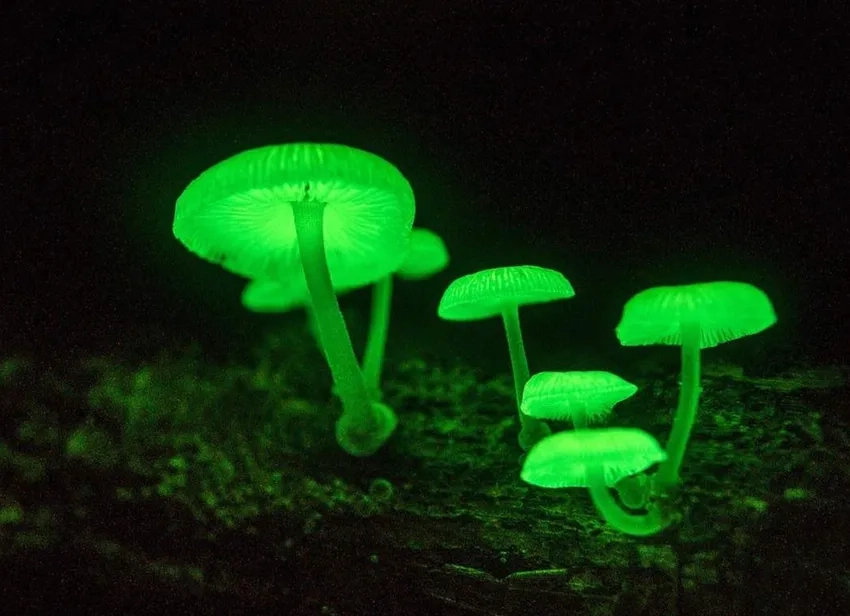 Nấm bioluminescent tỏa sáng kỳ diệu giữa rừng