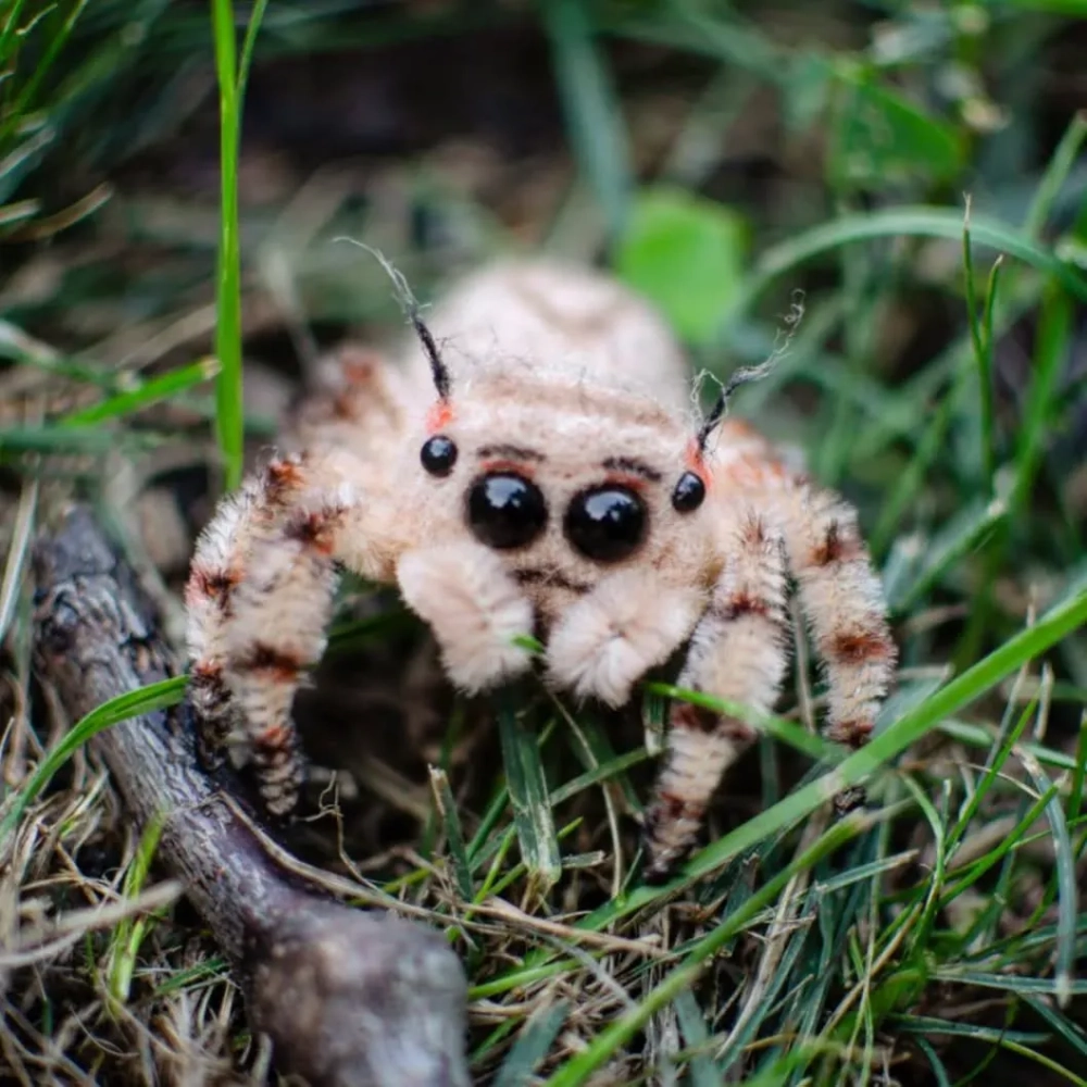 Cộng đồng yêu nhện nhảy chia sẻ khoảnh khắc thú cưng đáng yêu nhất 2026