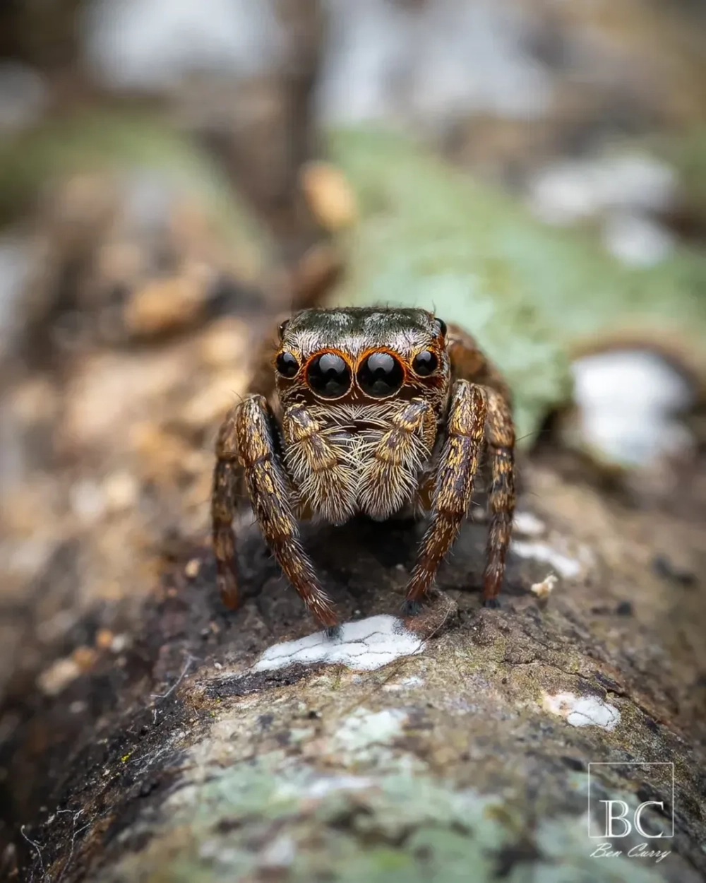 Ảnh macro chụp từ phía trước một con nhện nhảy màu nâu xám cute với tám mắt đen to tròn, đậu trên khúc gỗ có rêu