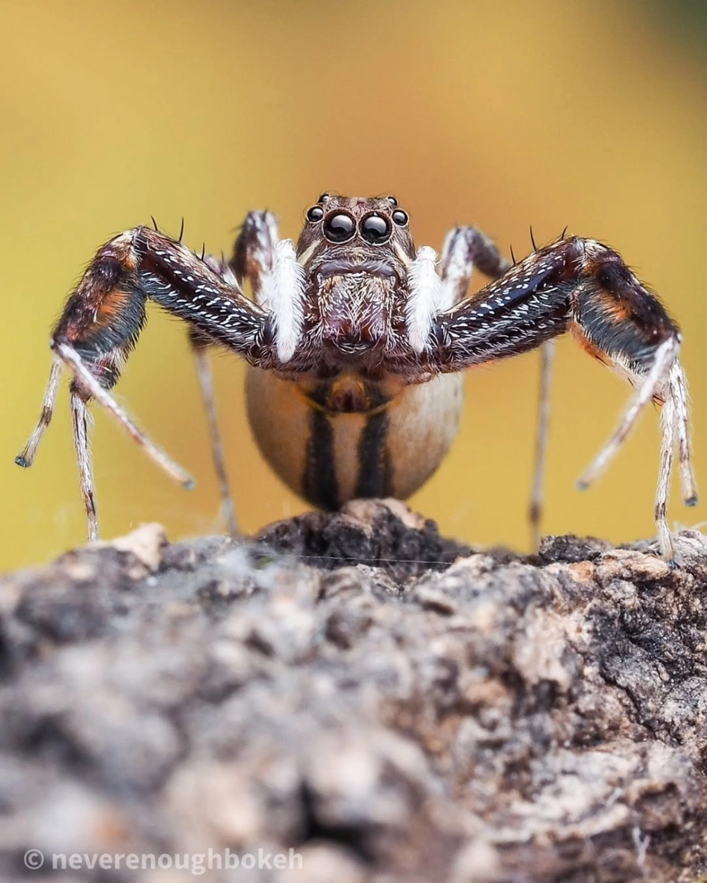 Cách phân biệt nhện nhảy đực cái qua màu sắc lông và kích thước cơ thể