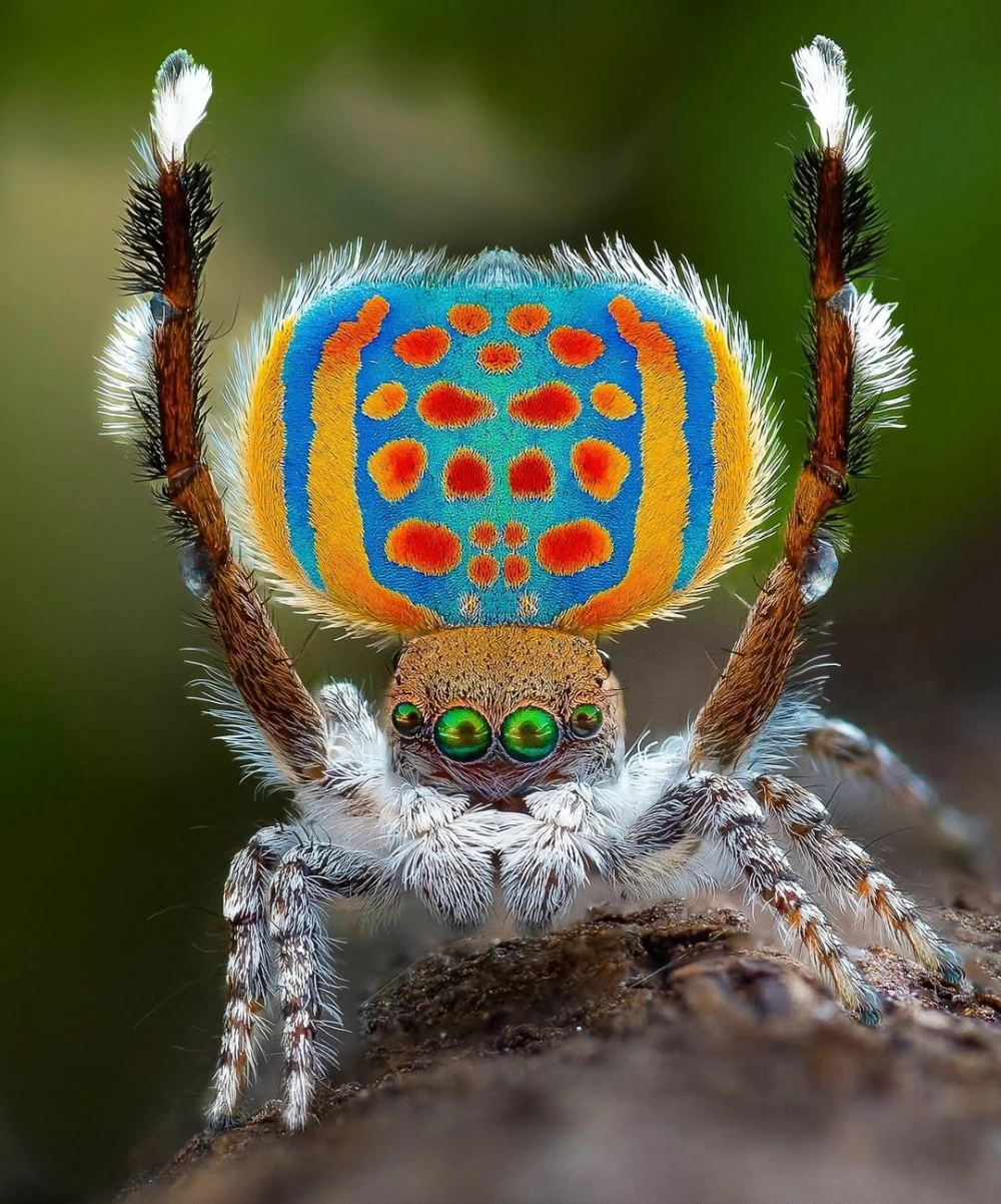 Nhện nhảy regius cái với gam màu cam xám nhẹ nhàng và nữ tính