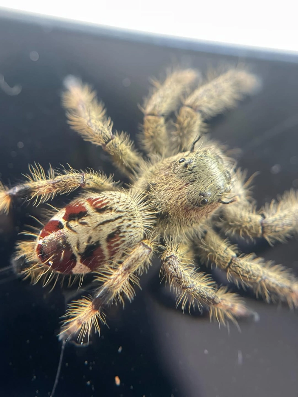 Hình ảnh nhện nhảy regal phidippus regius màu đen cam nổi bật trên lá cây