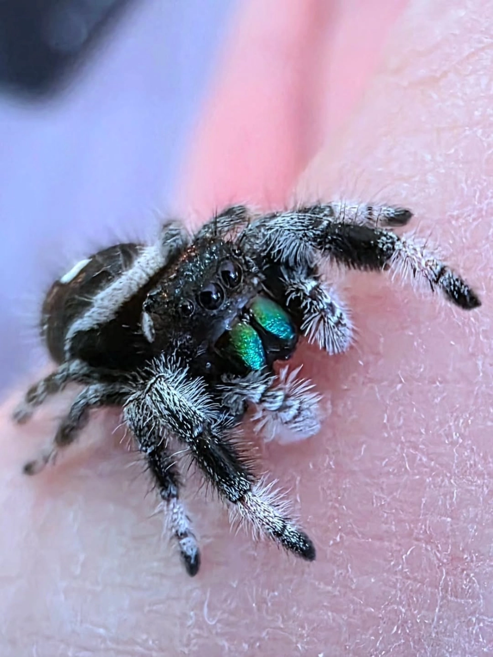 Cận cảnh chú nhện nhảy cute với đôi mắt to tròn đen láy nhìn thẳng ống kính