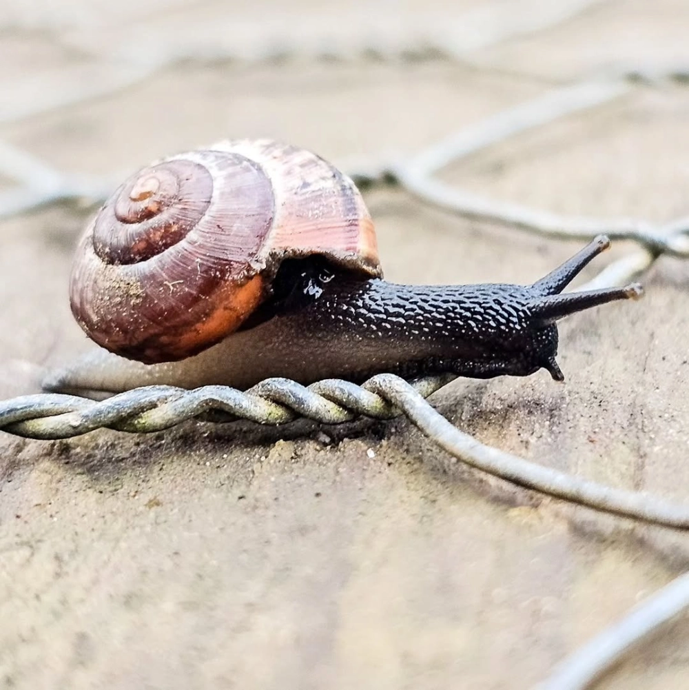 Loài ốc sên sên trần đang di chuyển chậm rãi