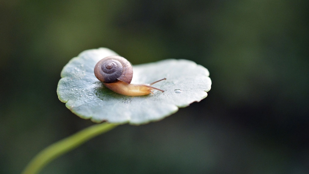 Chi tiết kết cấu da sần sùi của ốc sên dưới ống kính macro