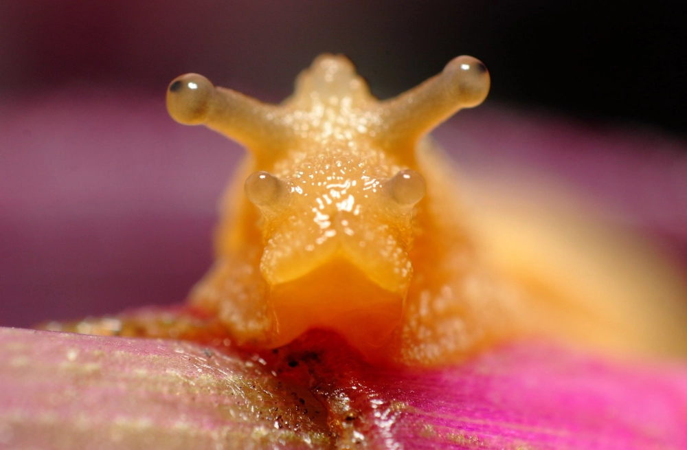 Đàn ốc sên con đang bám trên cành cây khô