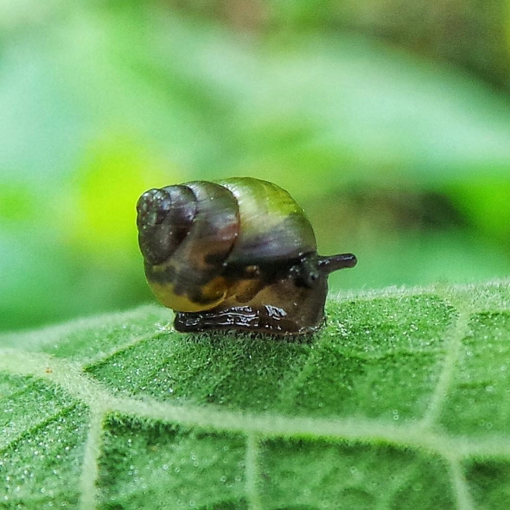 Khoảnh khắc ốc sên uống sương sớm trên ngọn cỏ