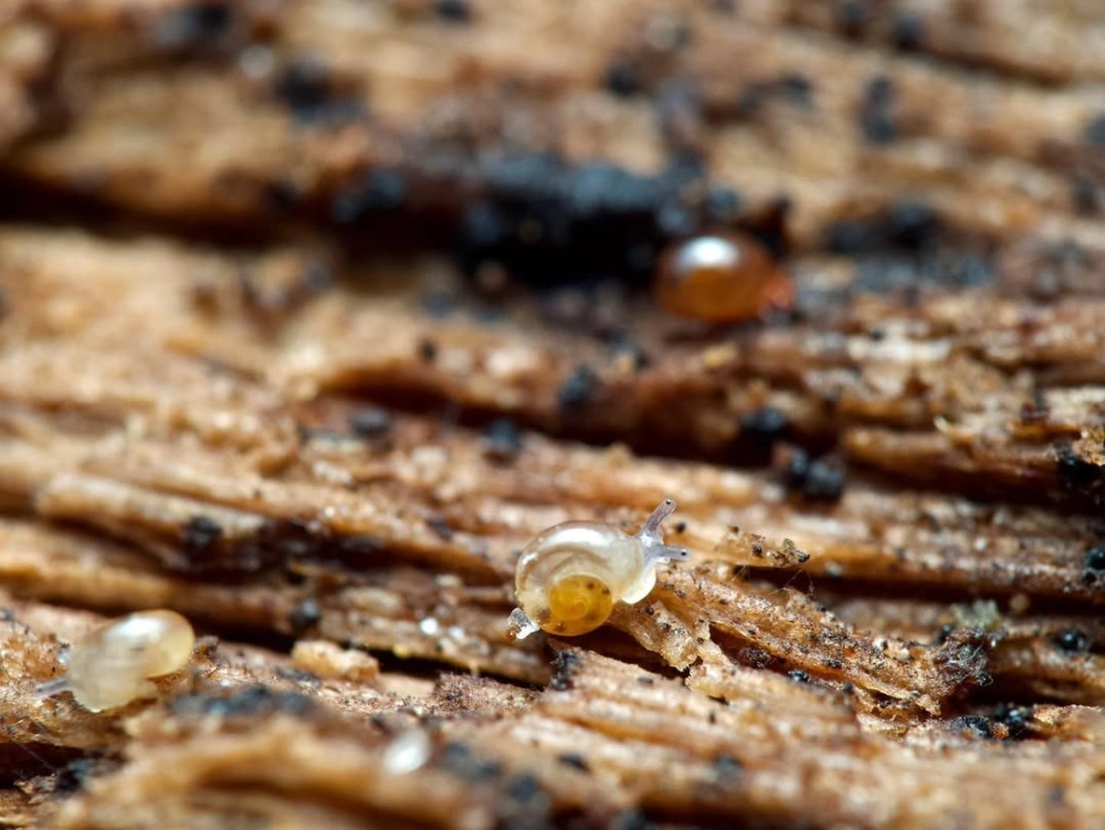 Nghệ thuật chụp macro mắt ốc sên cực kỳ sắc nét