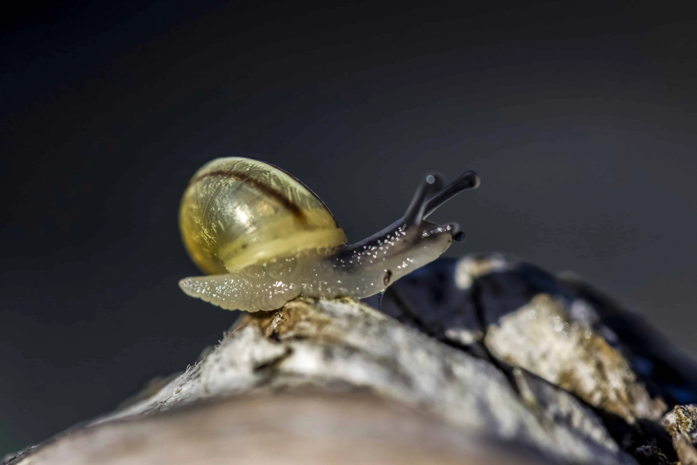 Cận cảnh ảnh ốc sên tí hon đang trườn trên lá cây xanh