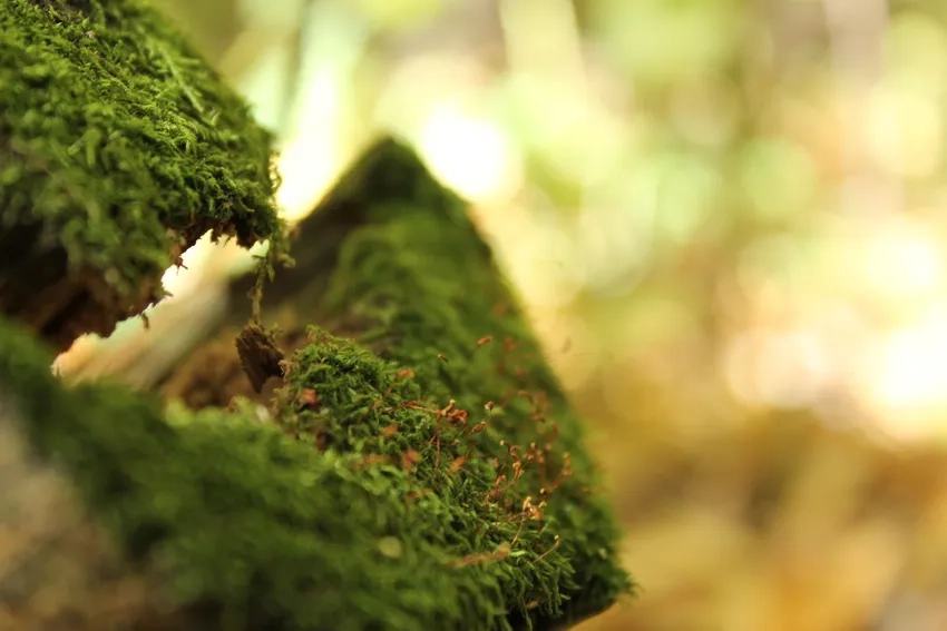 Ảnh rêu xanh hd lung linh dưới ánh sáng