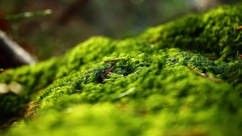 Bí quyết chụp macro rêu giúp ảnh đẹp hơn
