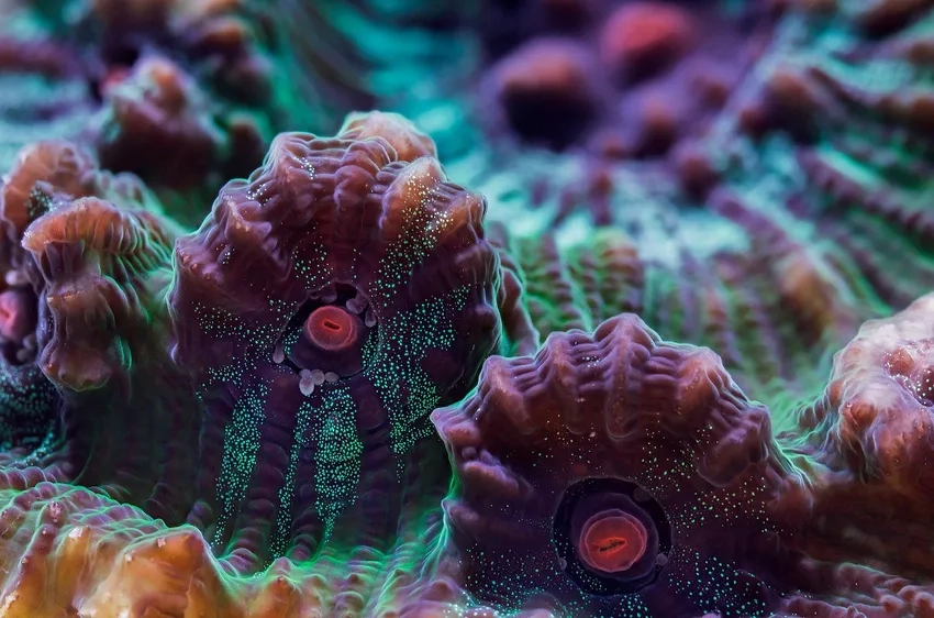 Tận hưởng ảnh san hô rực rỡ dưới biển