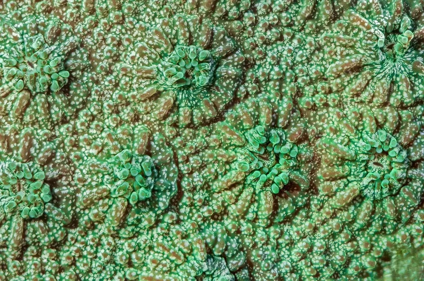 Khám phá bộ ảnh san hô macro độc đáo