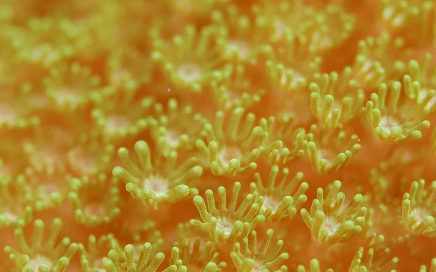 Thưởng thức ảnh san hô chất lượng cao macro