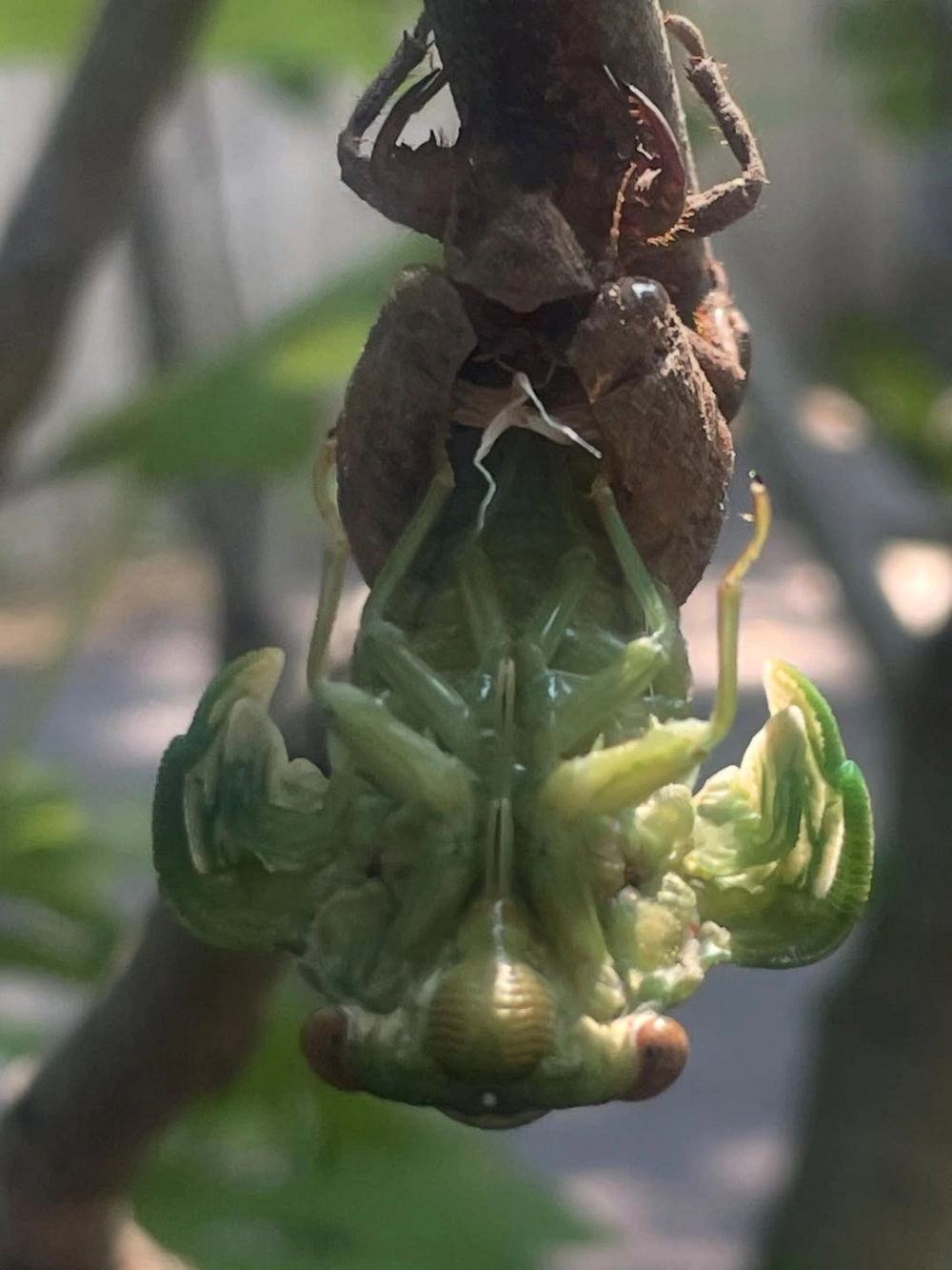 Cận cảnh ve sầu sừng với hình dáng độc đáo đang hong khô cánh