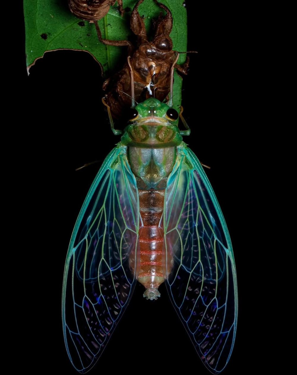 Ve sầu thoát xác hoàn toàn để lại lớp vỏ khô bám trên cành cây