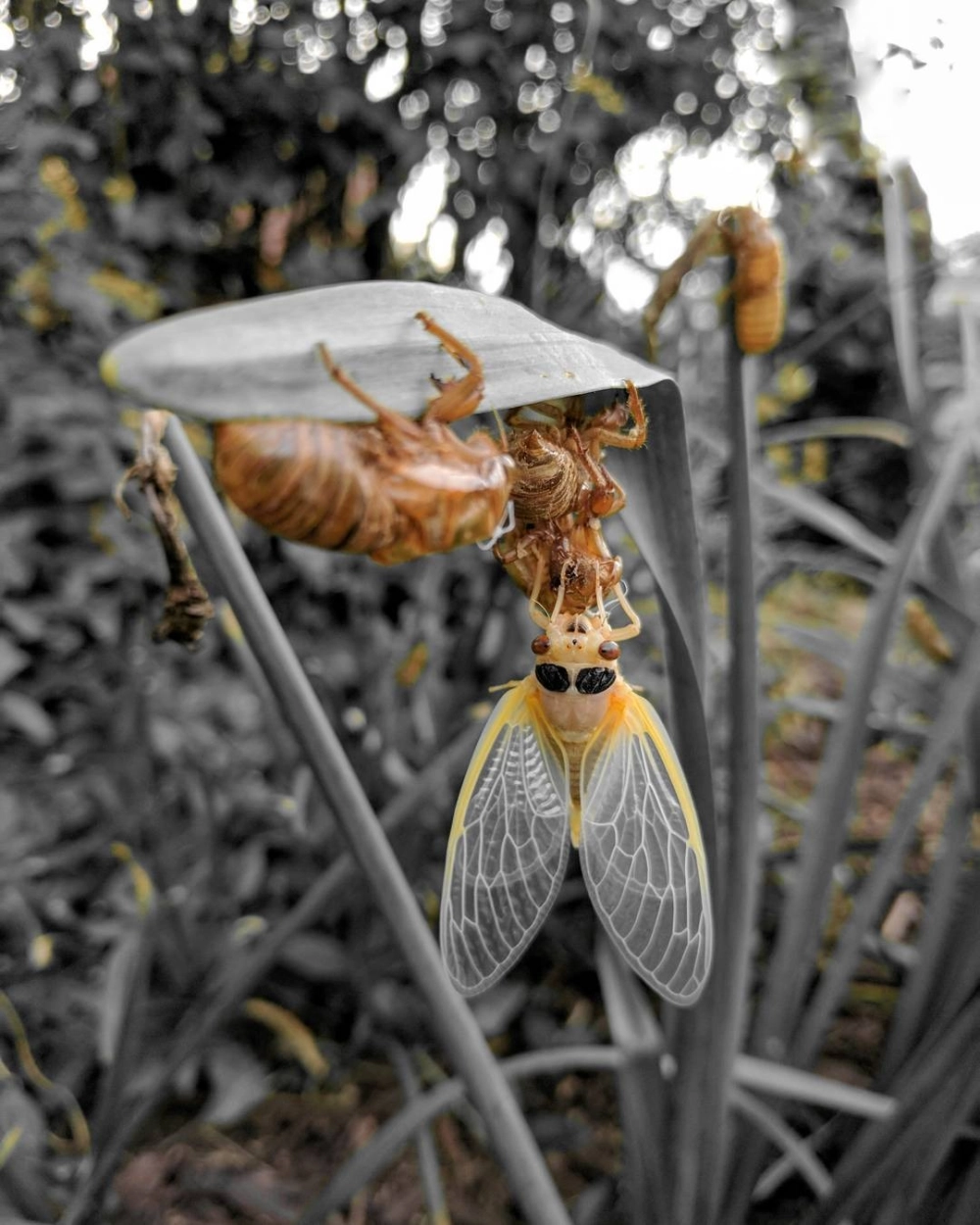 Đôi cánh ve sầu mới nở còn ướt và nhăn nheo dưới ánh trăng