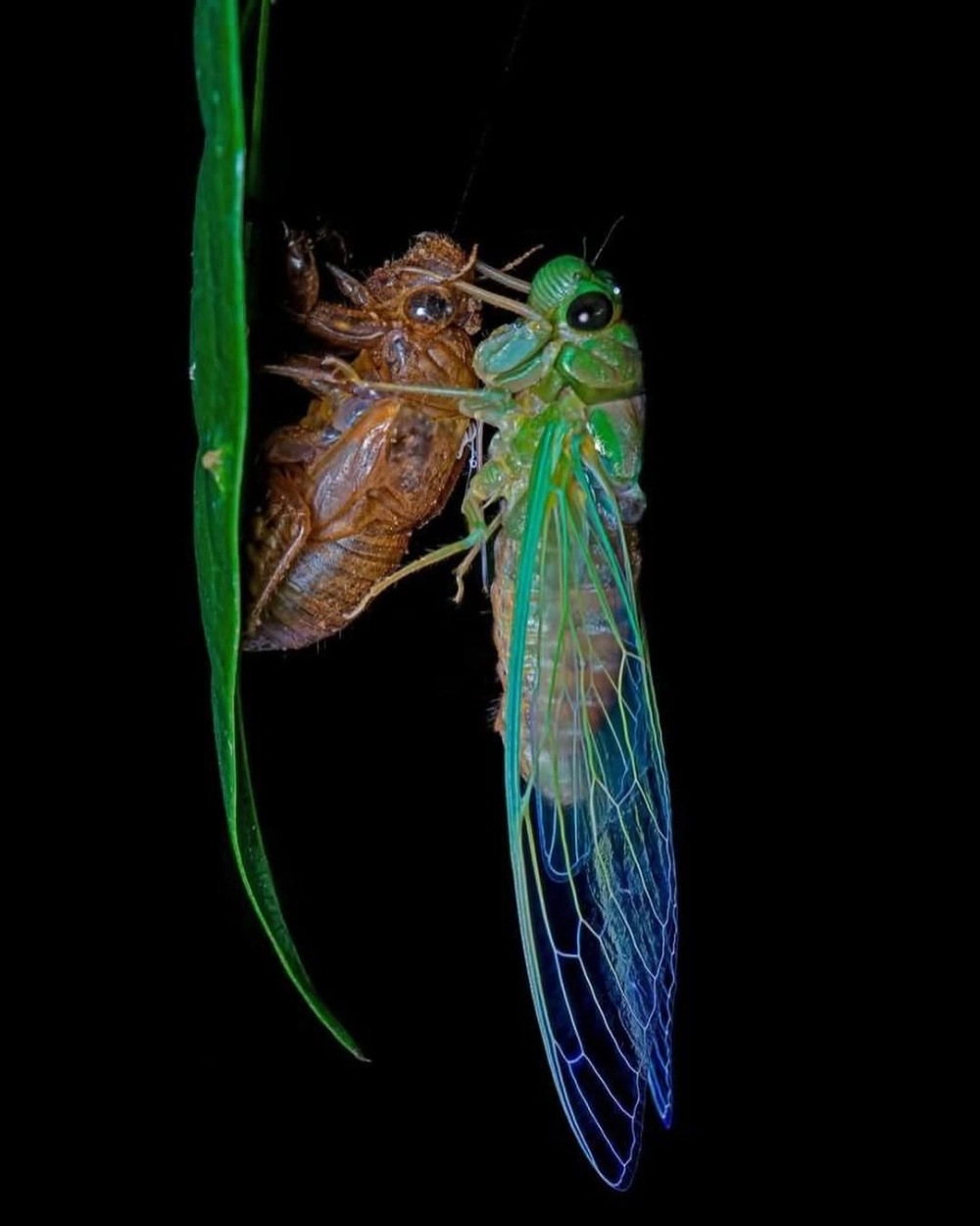 Quá trình lột xác của ve sầu diễn ra vào ban đêm với màu sắc xanh ngọc