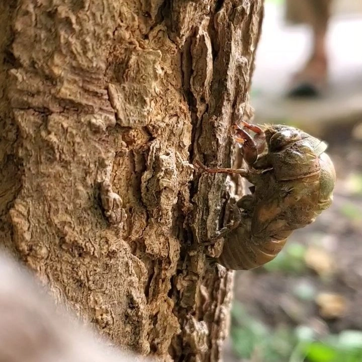 Cận cảnh ve sầu non đang chui ra khỏi lớp vỏ cũ trên thân cây