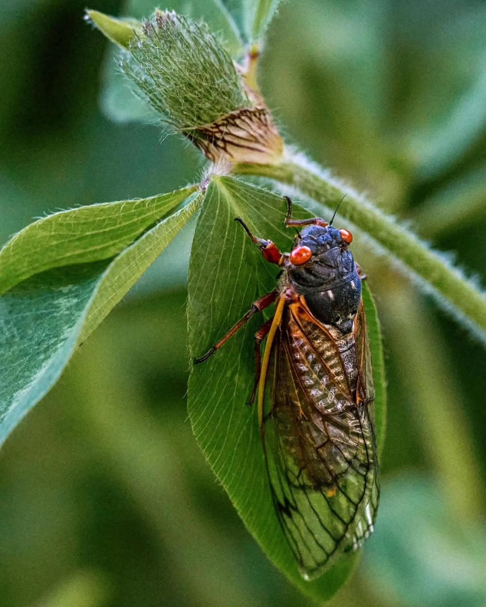 Góc chụp nghiêng ghi lại nỗ lực của ve sầu khi rút chân khỏi vỏ