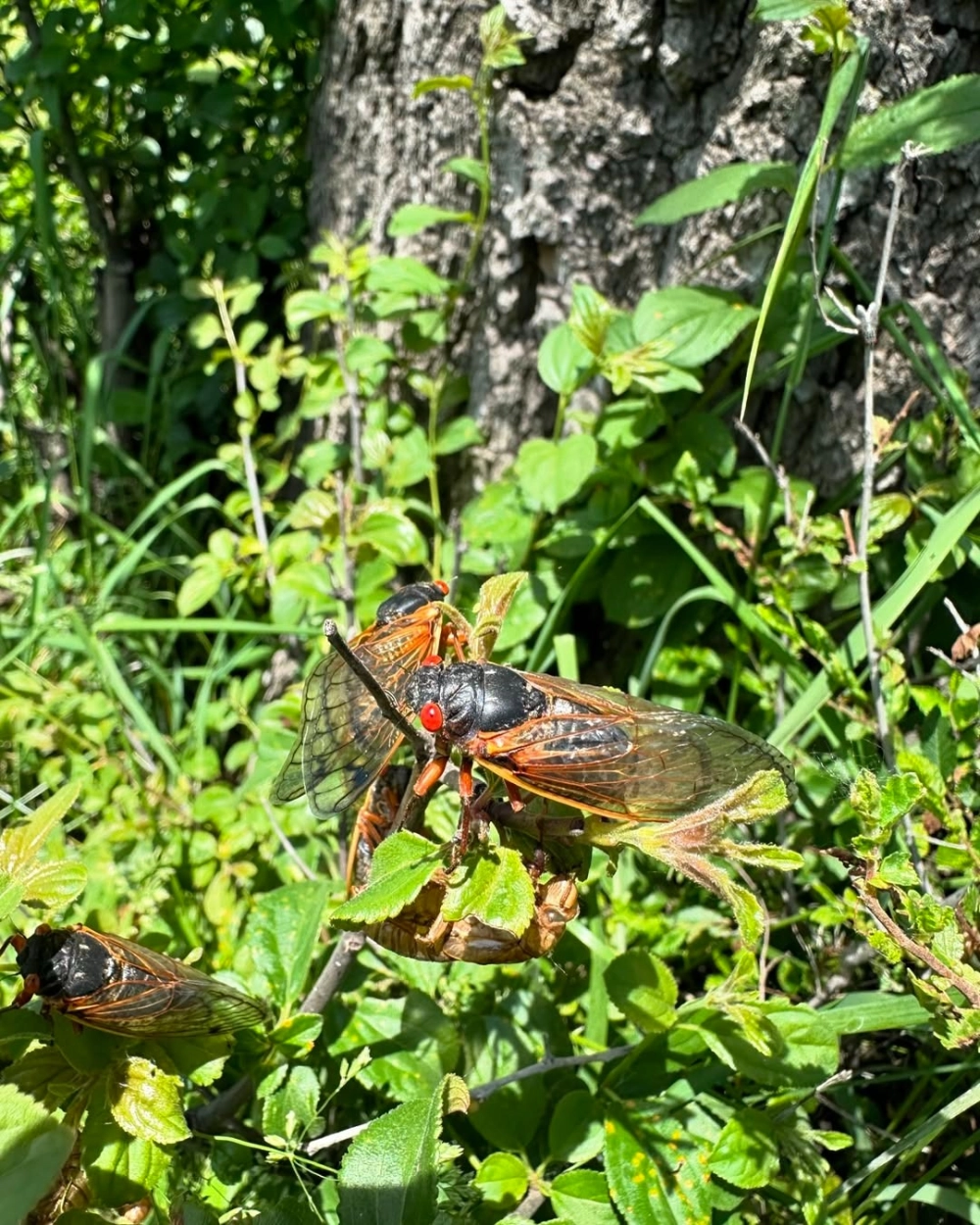 Ve sầu non có màu trắng sữa mềm mại khi vừa chui ra khỏi vỏ