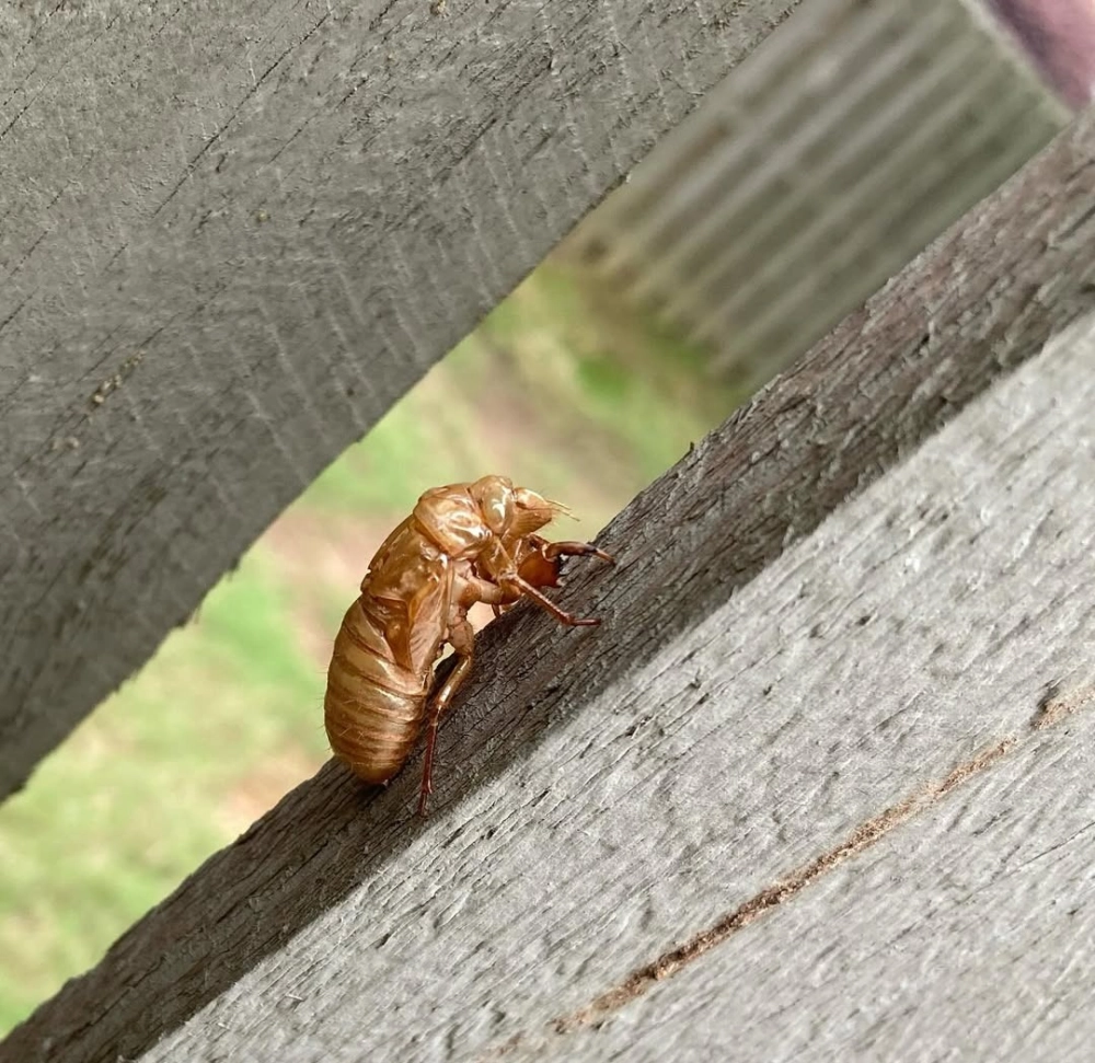 Ánh sáng đèn flash làm nổi bật đường gân cánh ve sầu mới nở