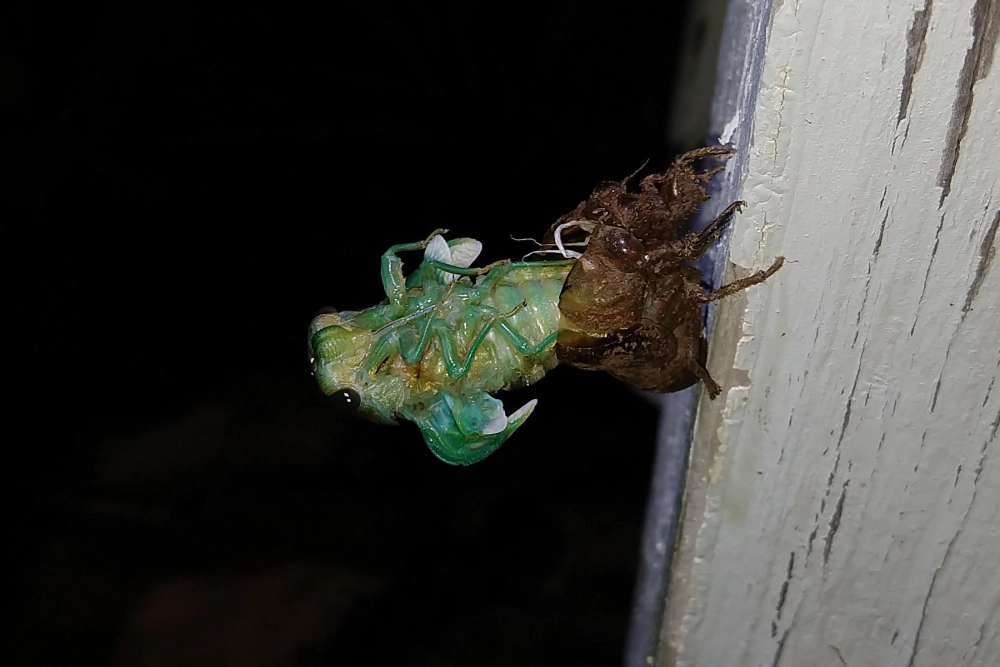 Đàn ve sầu cùng nhau lột xác trên một thân cây cổ thụ