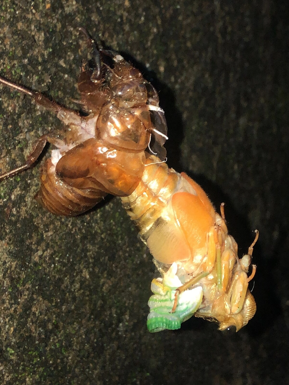 Chi tiết lớp vỏ ve sầu màu nâu đất còn nguyên vẹn hình dáng