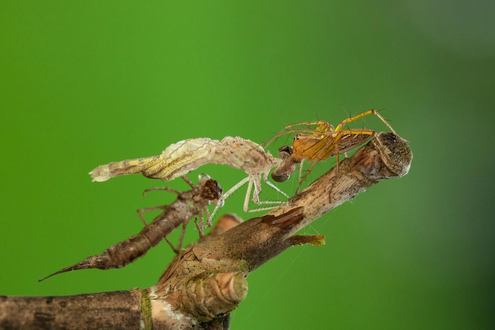 Hai chú ve sầu lột xác cạnh nhau tạo nên bố cục thú vị