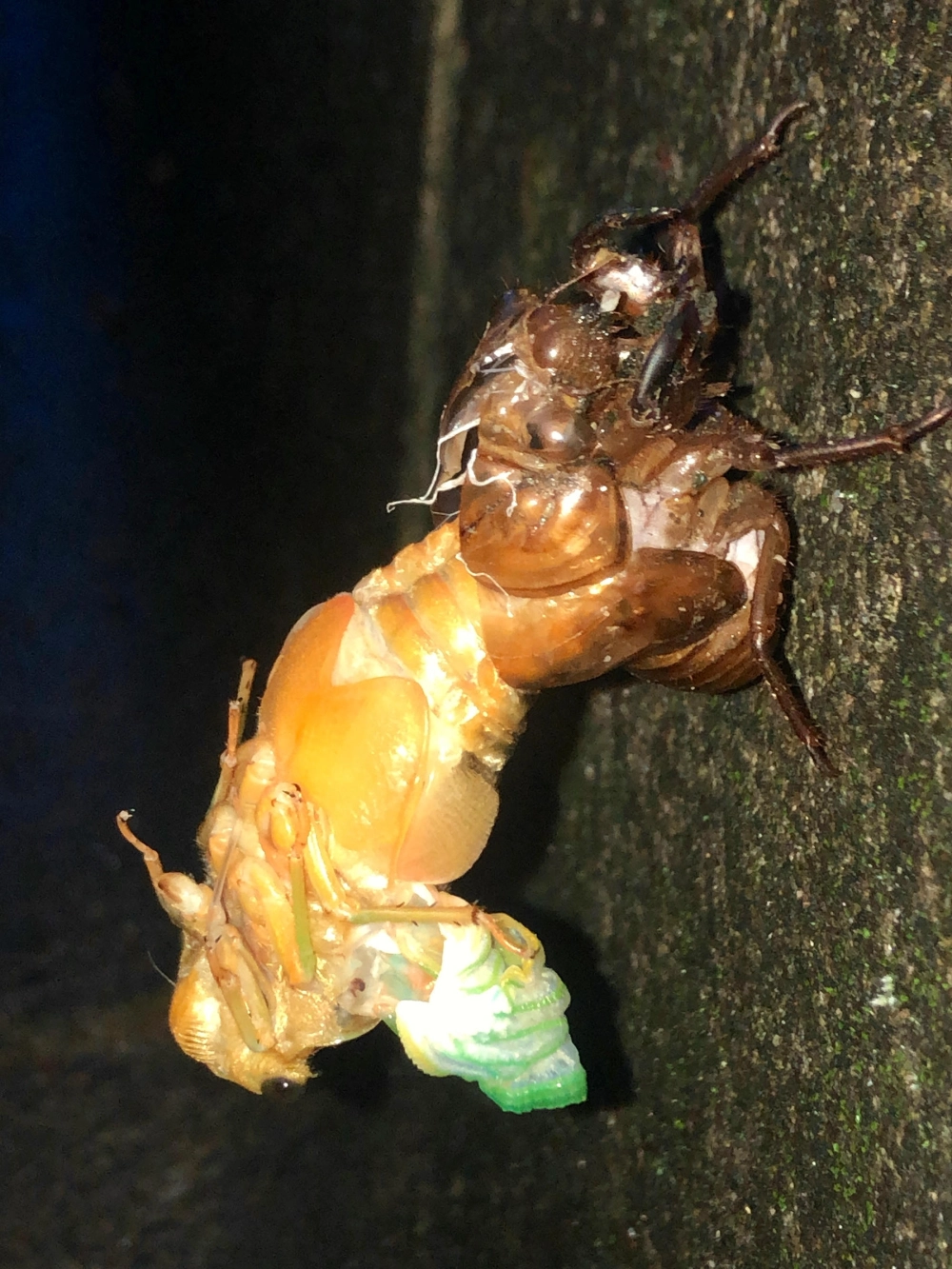 Sự tương phản màu sắc giữa ve sầu mới nở và vỏ ve sầu cũ