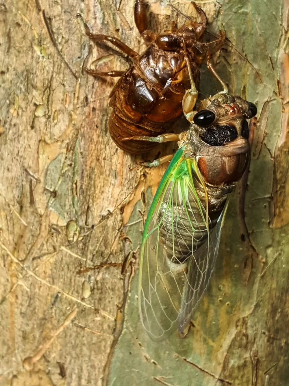 Ảnh macro lông tơ trên cơ thể ve sầu khi vừa lột xác