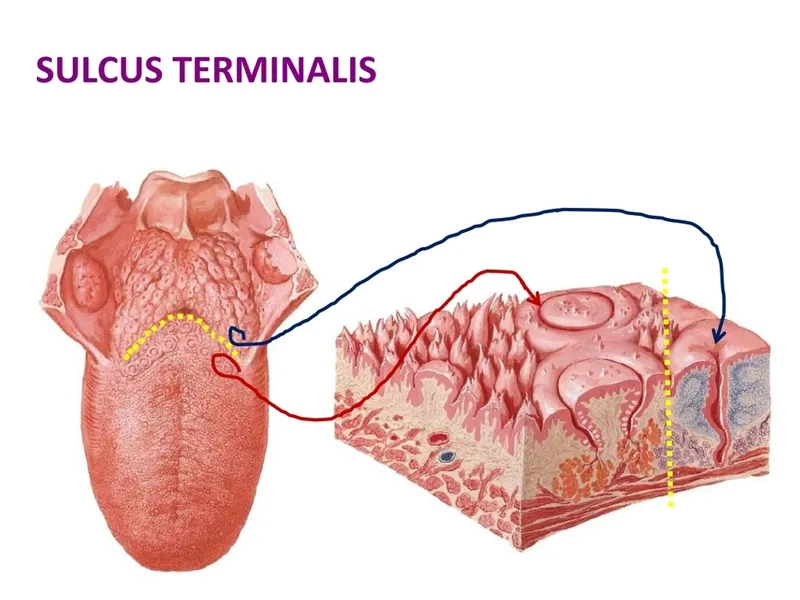  Quan sát lưỡi người dưới kính hiển vi rõ ràng