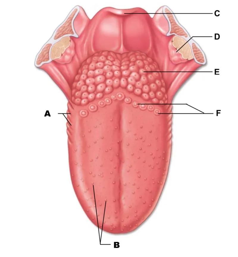 Nhú vị giác phóng to thấy rõ các tế bào
